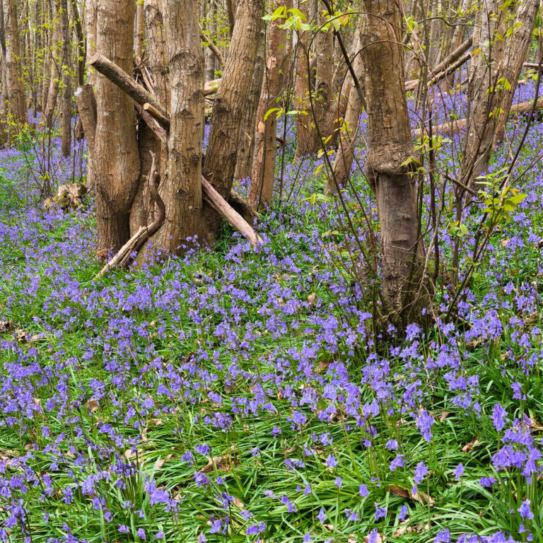 March Weather in Kent 2026: A Complete Guide & What to Wear